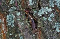 Forficule mâle (Forficula auricularia)